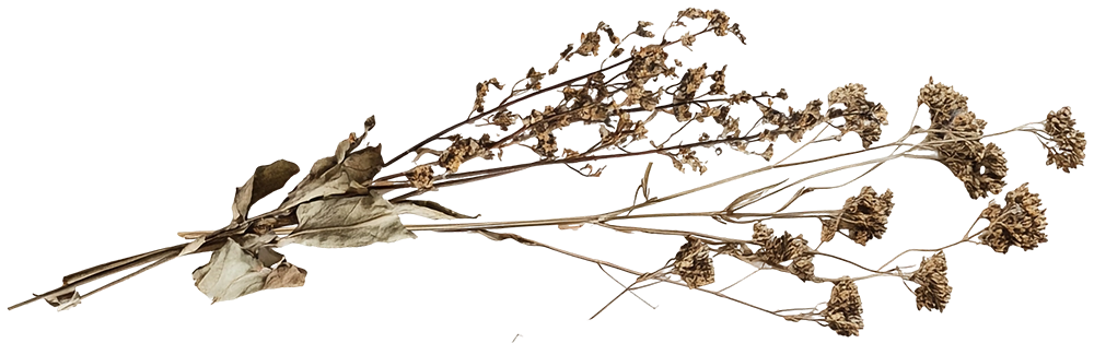 brown flowers accent image