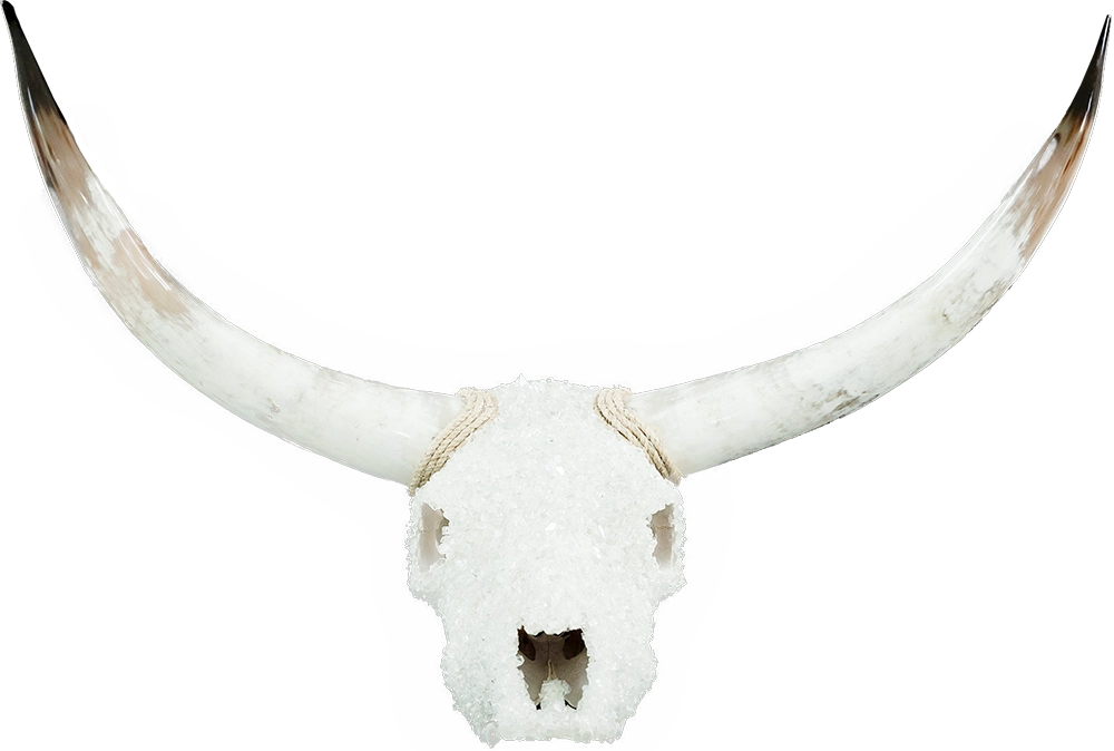 white longhorn skull
