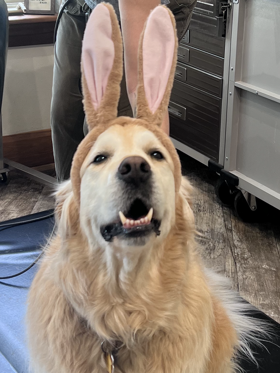 sweet louie