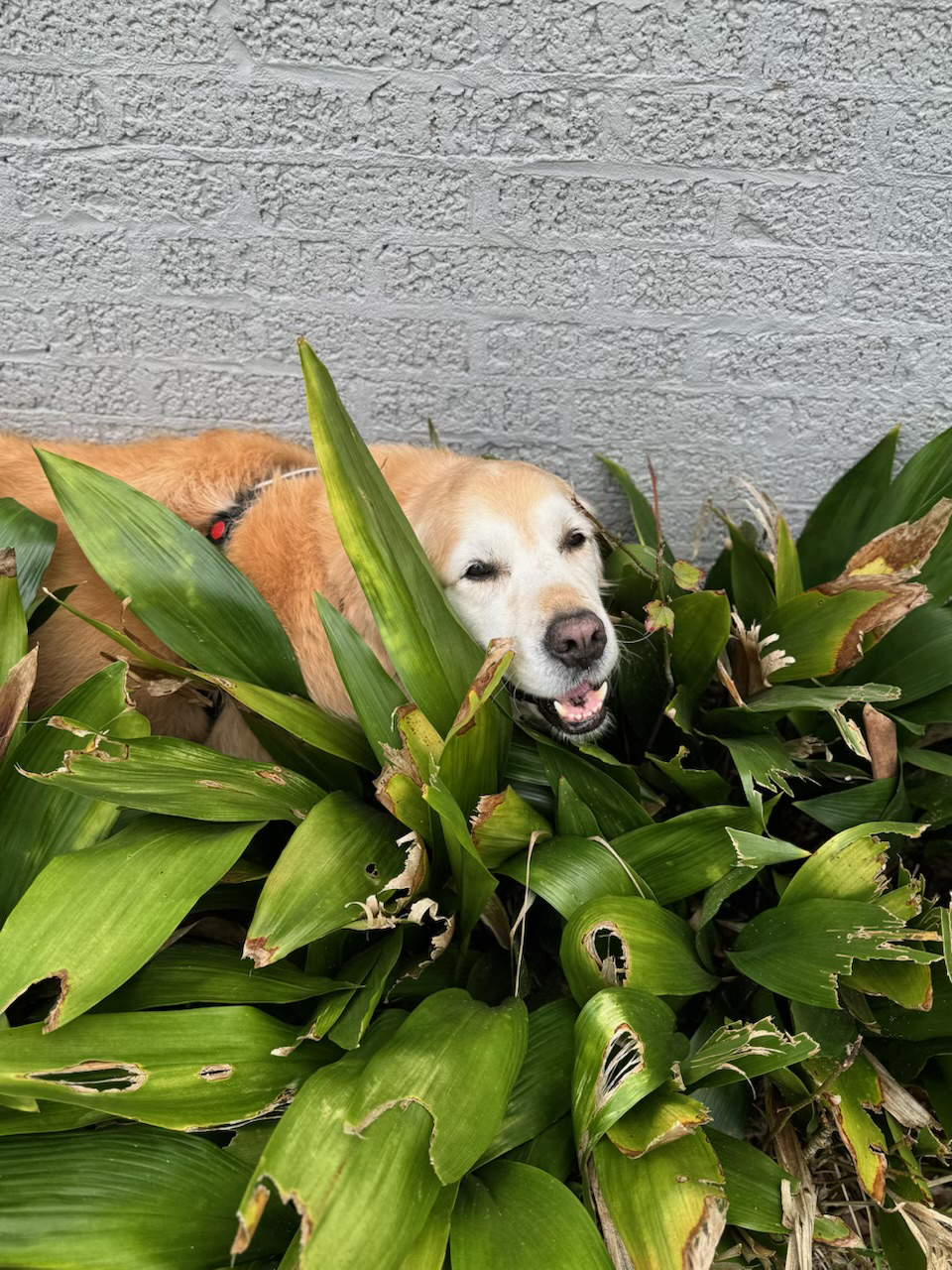 sweet louie